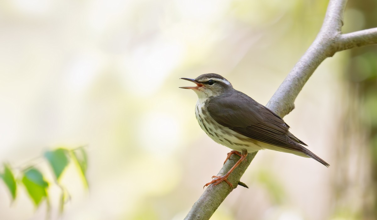 Louisiana Waterthrush - ML633698800