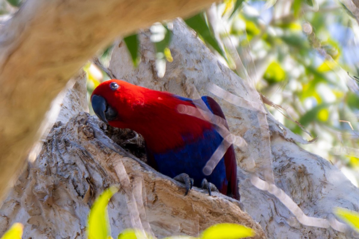 Papuan Eclectus - ML633698925