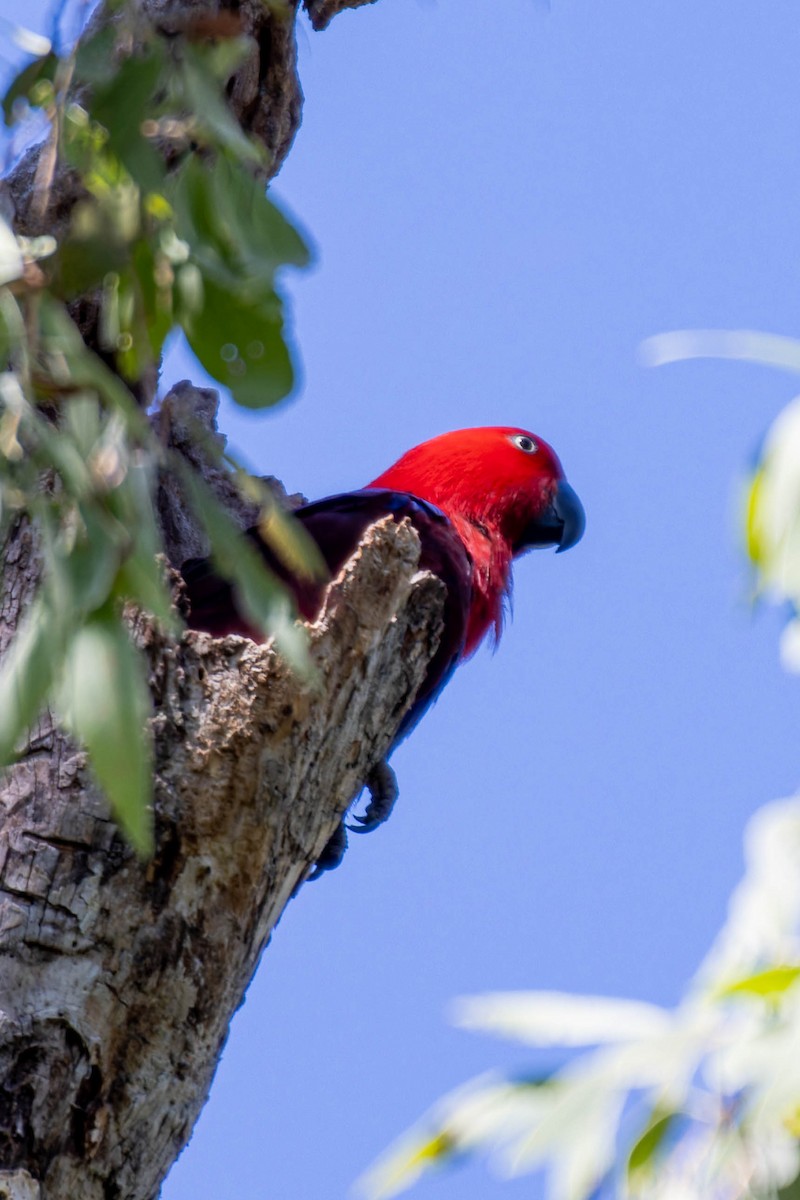 Papuan Eclectus - ML633698926