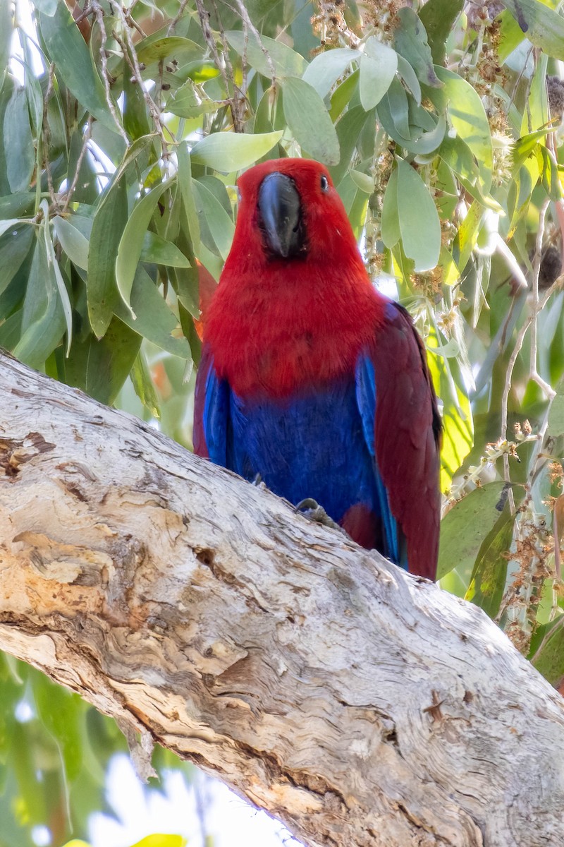 Papuan Eclectus - ML633698927