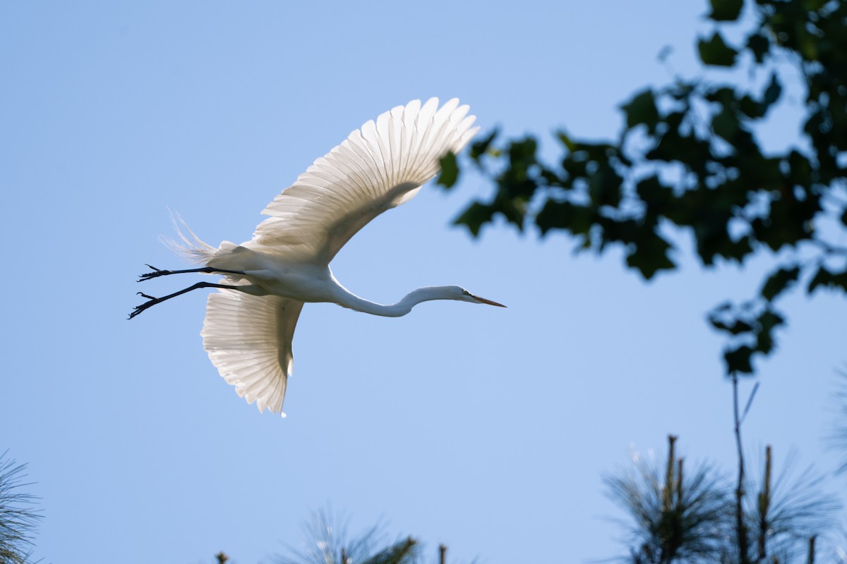 Great Egret - ML633699028
