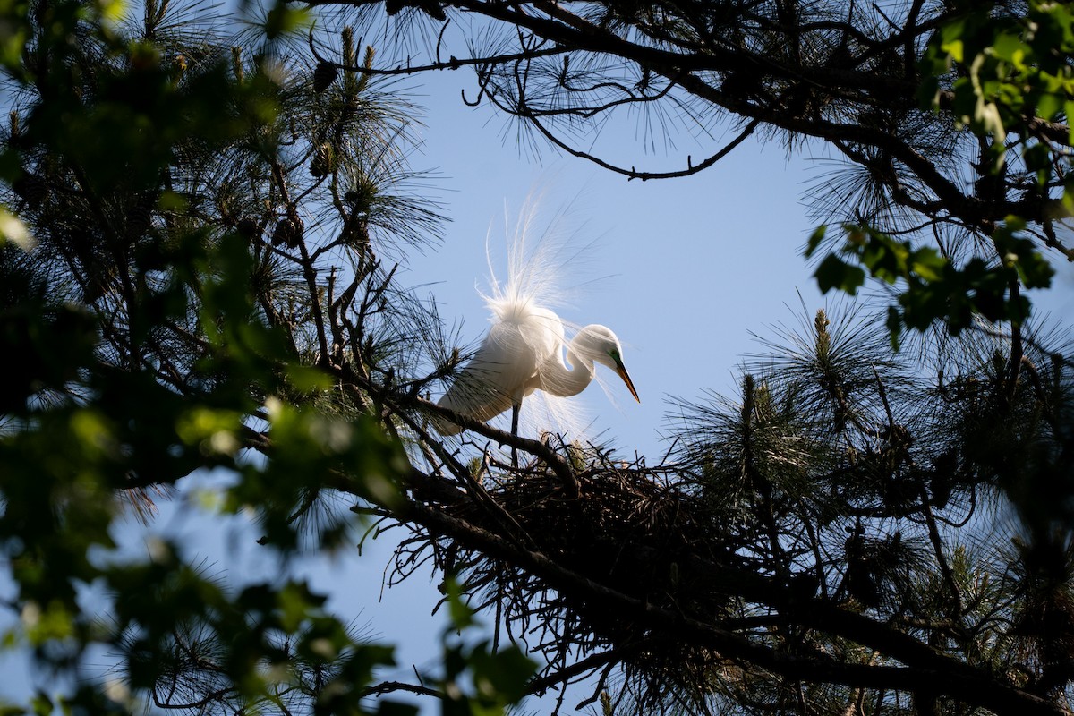 Great Egret - ML633699029
