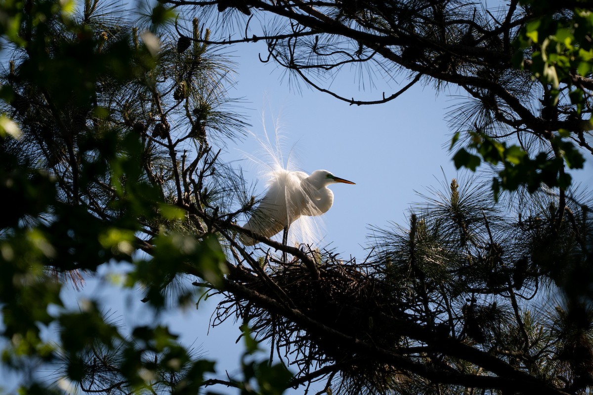 Great Egret - ML633699030