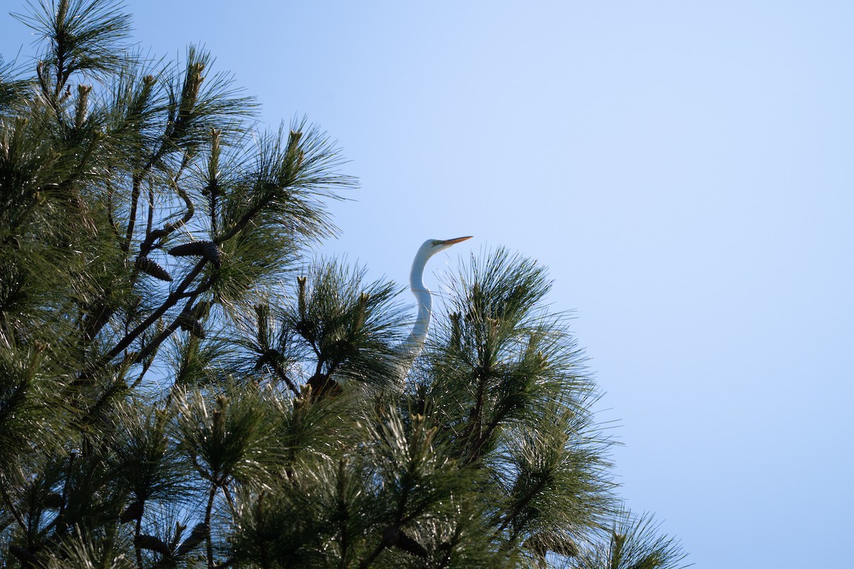 Great Egret - ML633699032