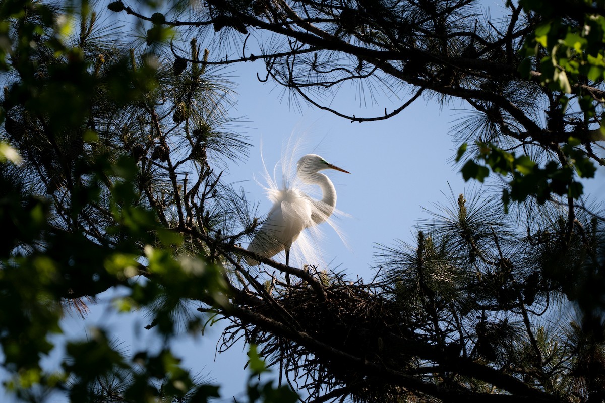 Great Egret - ML633699033