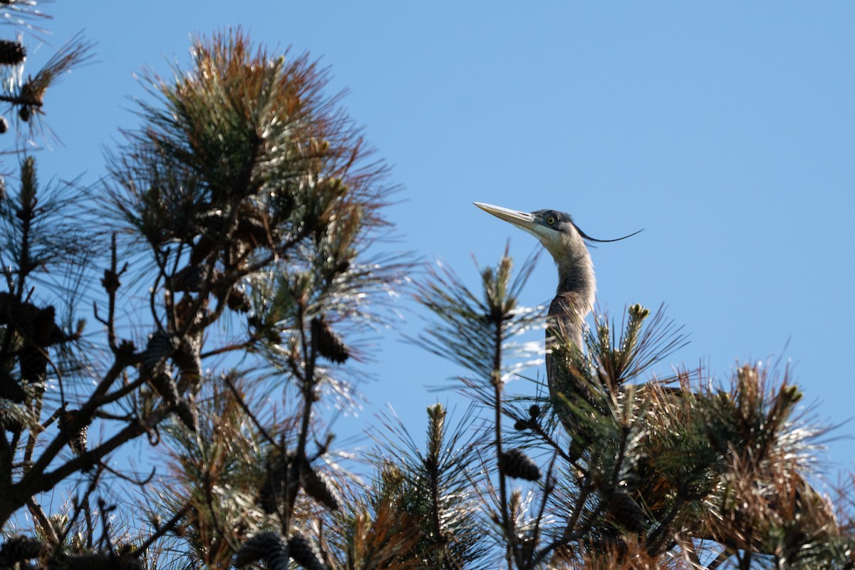 Great Blue Heron - ML633699039