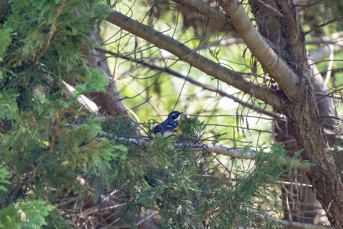 Yellow-rumped Warbler - ML633699047