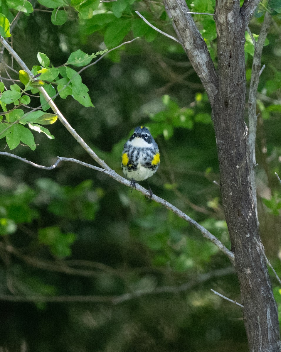 Yellow-rumped Warbler - ML633699048