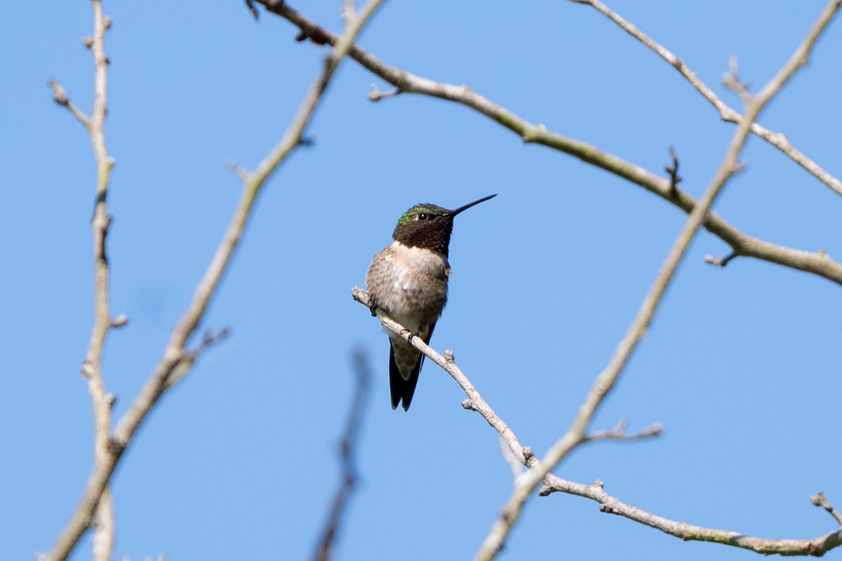 Ruby-throated Hummingbird - ML633699049