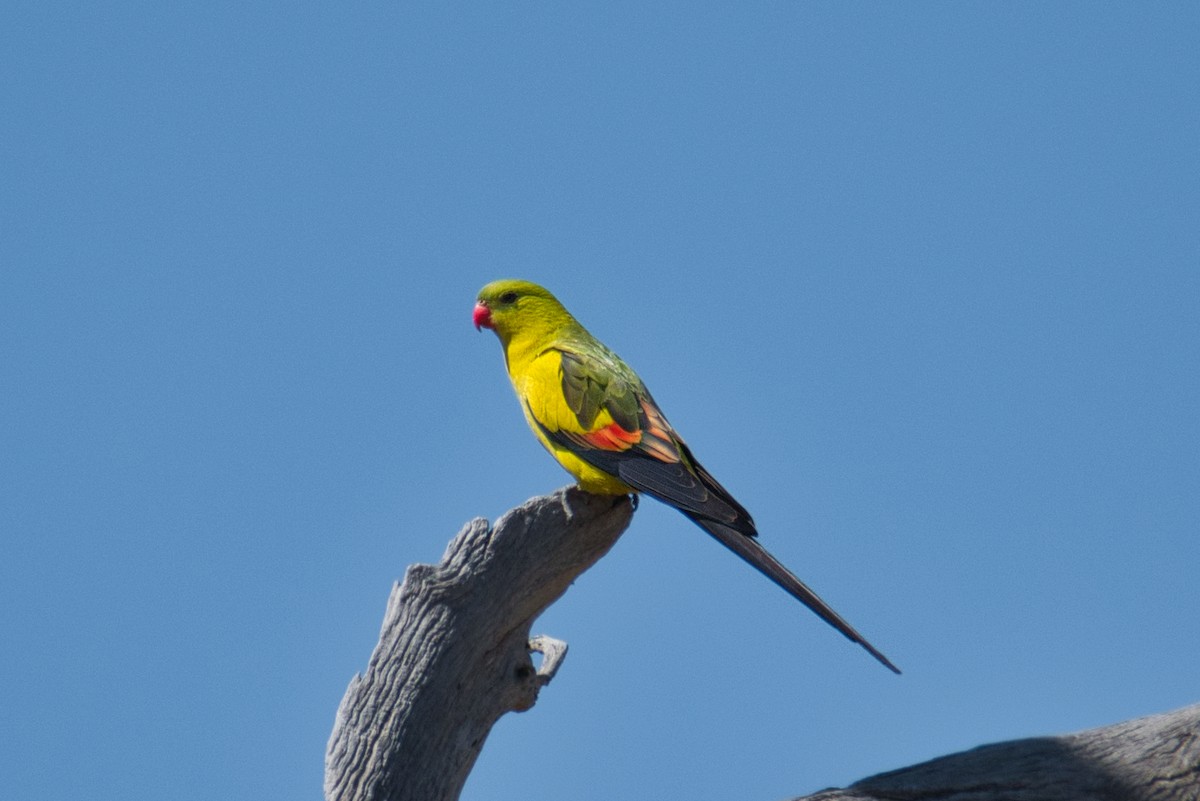 Regent Parrot - ML633699087