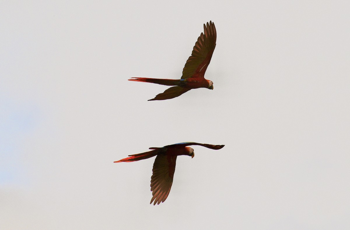 Scarlet Macaw - ML633699092