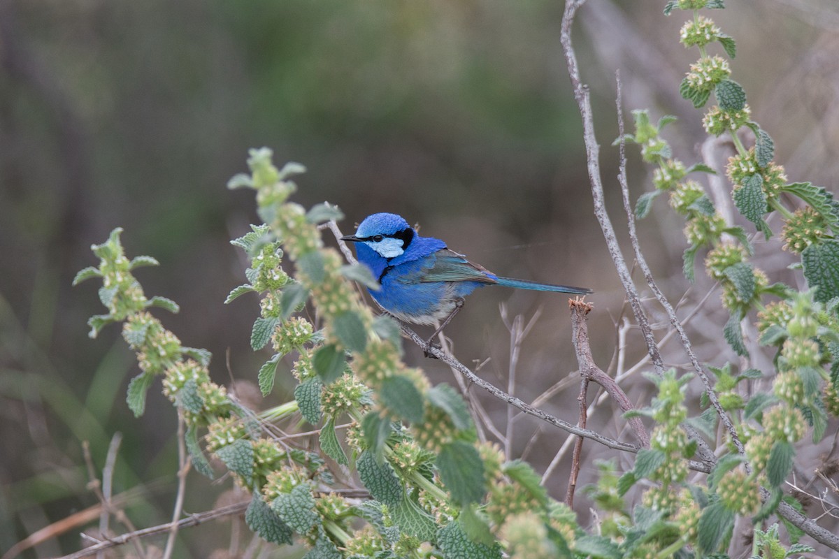 Splendid Fairywren - ML633699105