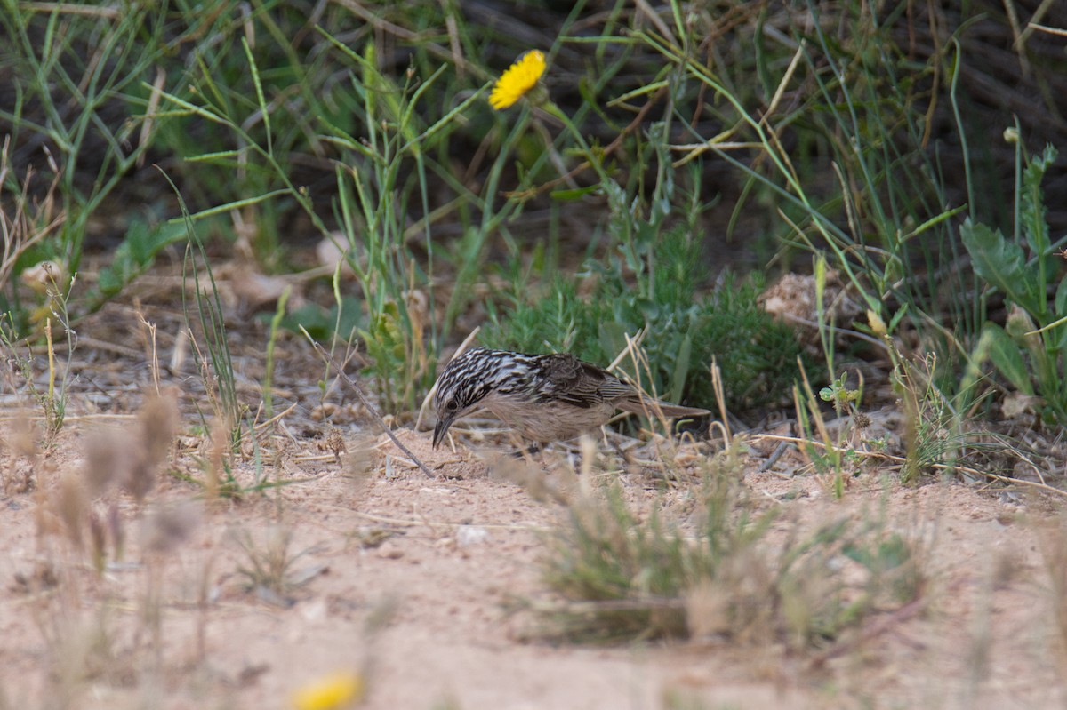Striped Honeyeater - ML633699112