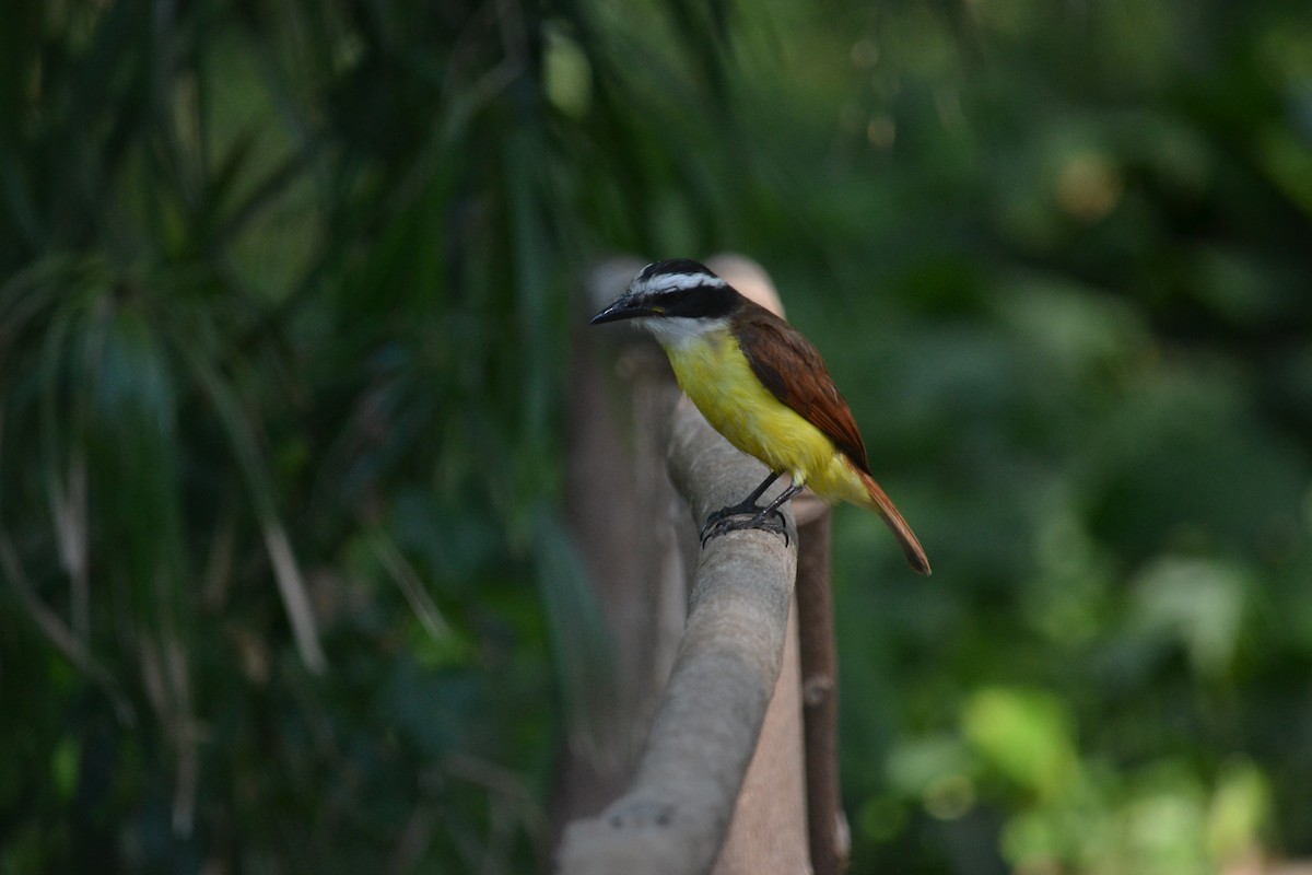 Great Kiskadee - ML633699667
