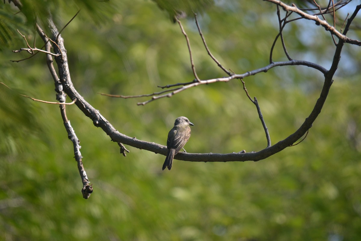 Tropical Kingbird - ML633699676