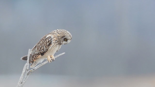 Short-eared Owl - ML633699720
