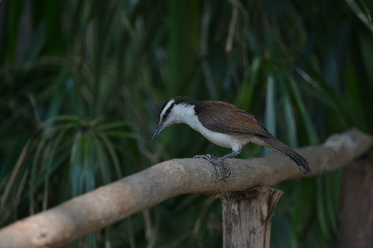 Bicolored Wren - ML633699748