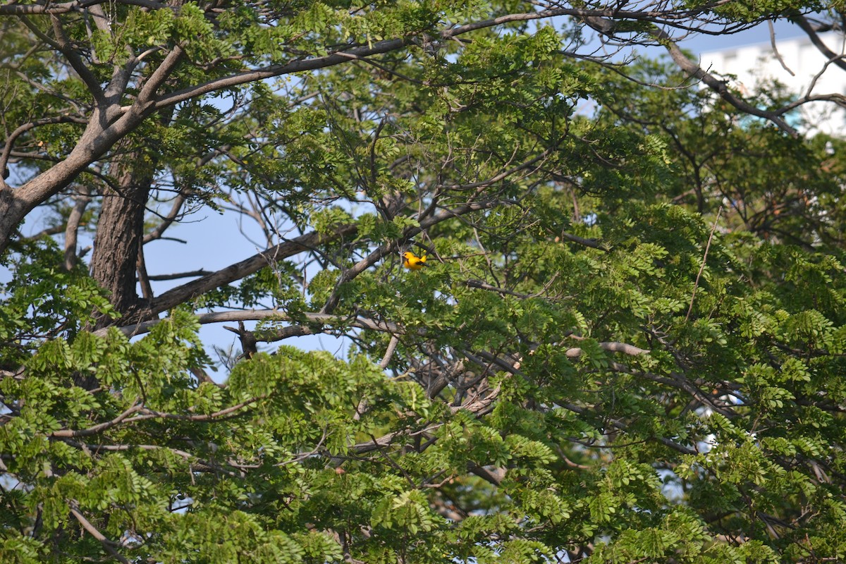 Yellow Oriole - ML633699805