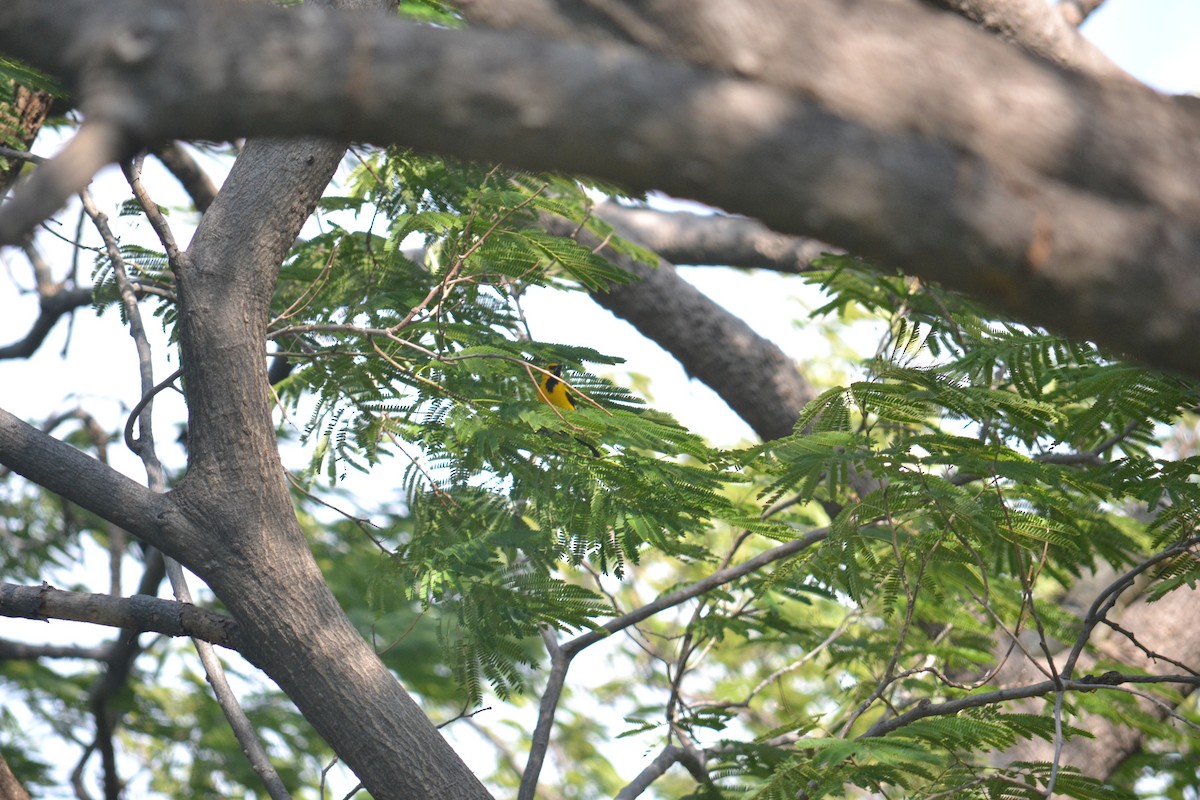Yellow Oriole - ML633699806