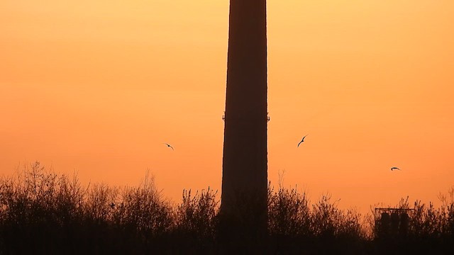 Caspian Tern - ML633699815
