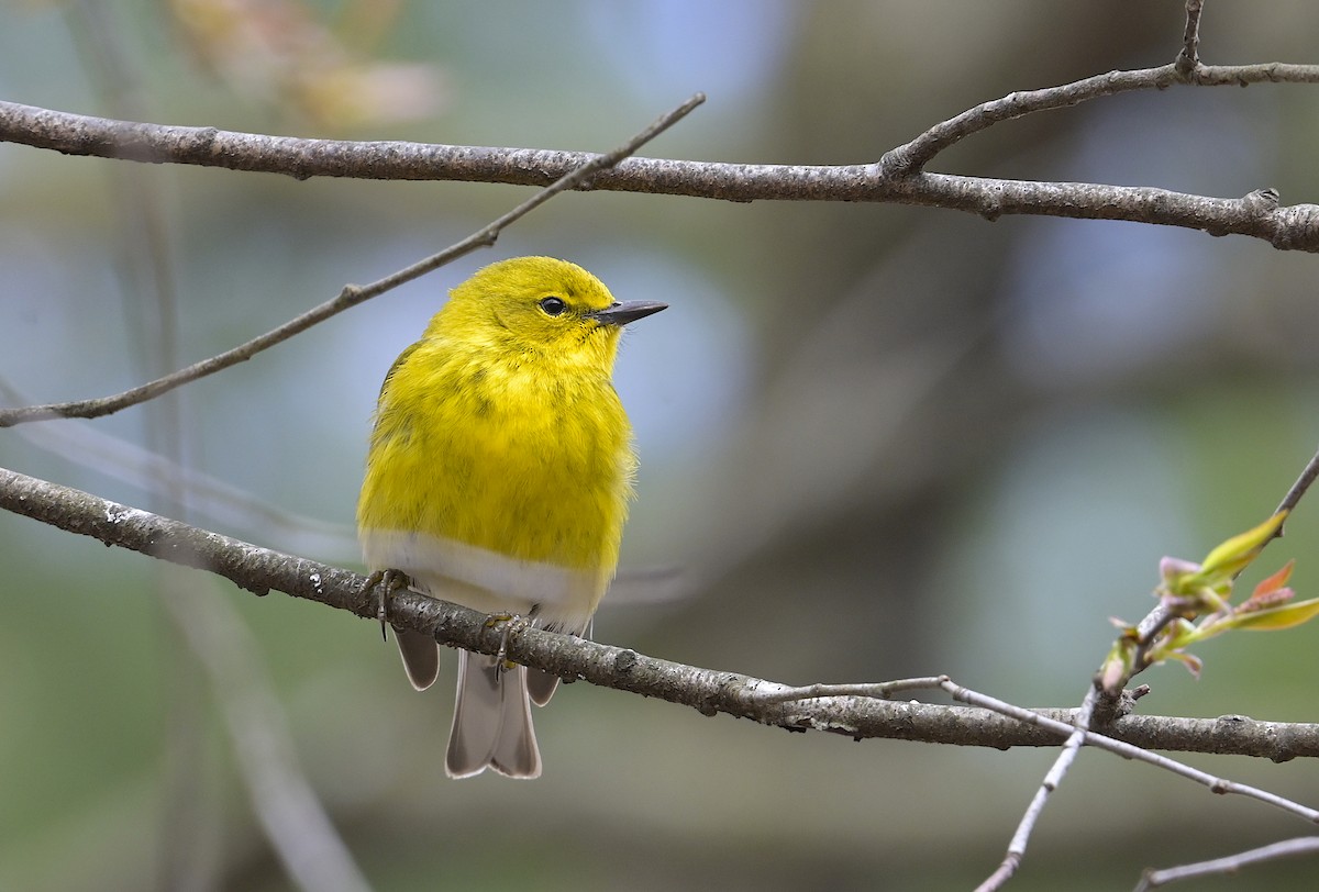 Pine Warbler - ML633699945