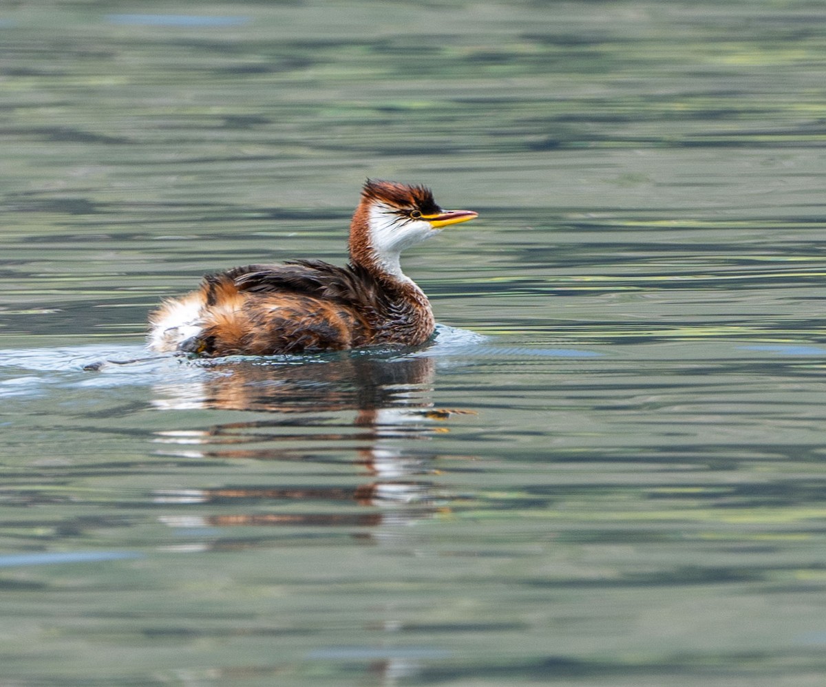 Titicaca Grebe - ML633700034