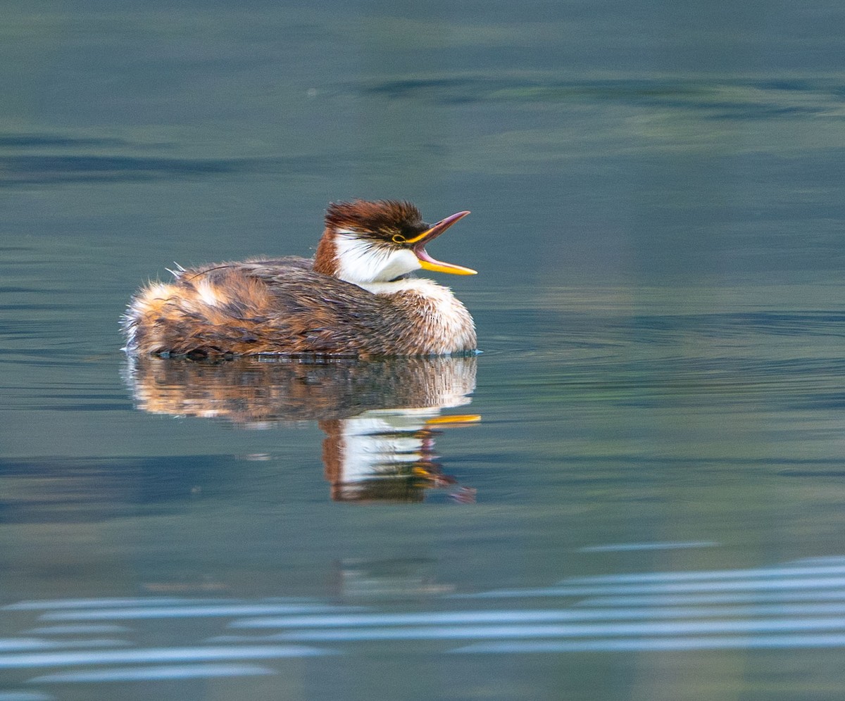 Titicaca Grebe - ML633700035
