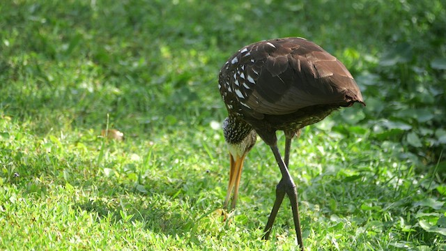 Limpkin - ML633700130