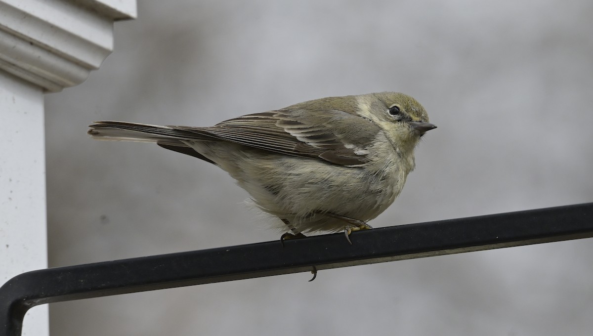 Pine Warbler - ML633700186