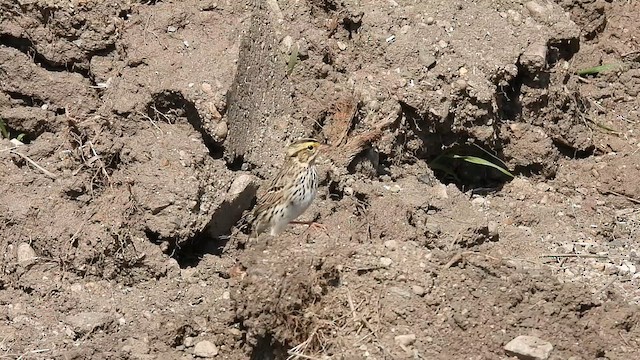 Savannah Sparrow - ML633700254