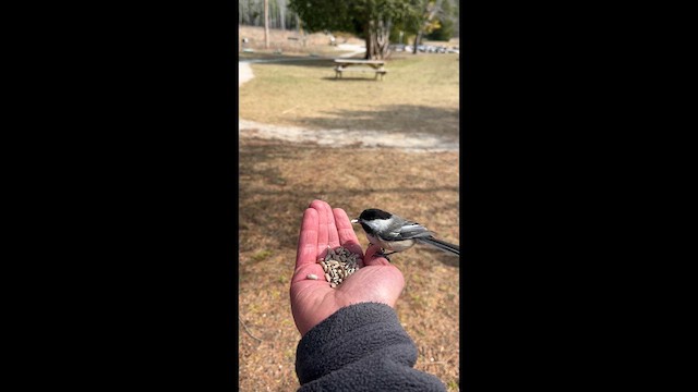 Black-capped Chickadee - ML633700418
