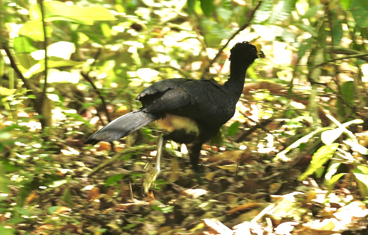 Great Curassow - ML633700439