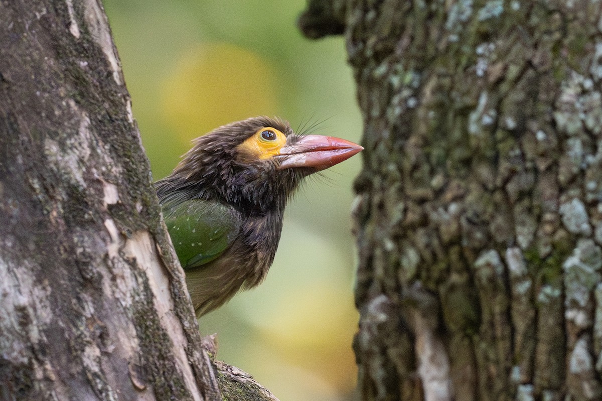 Brown-headed Barbet - ML633700615
