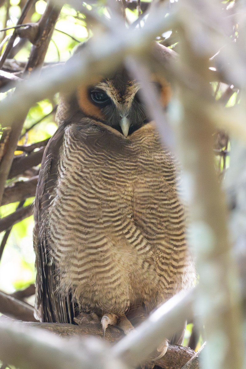 Brown Wood-Owl - ML633700624