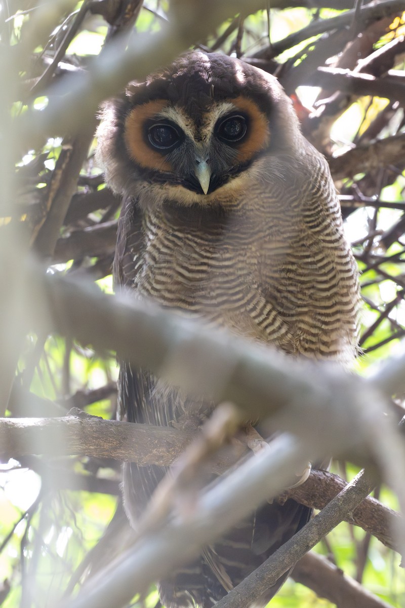 Brown Wood-Owl - ML633700625