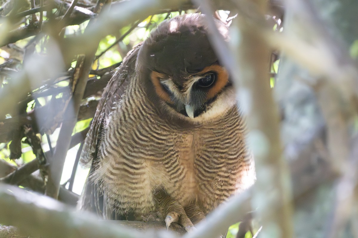 Brown Wood-Owl - ML633700626