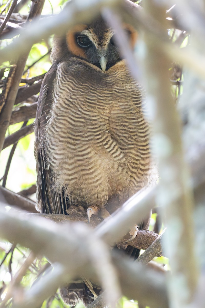 Brown Wood-Owl - ML633700627