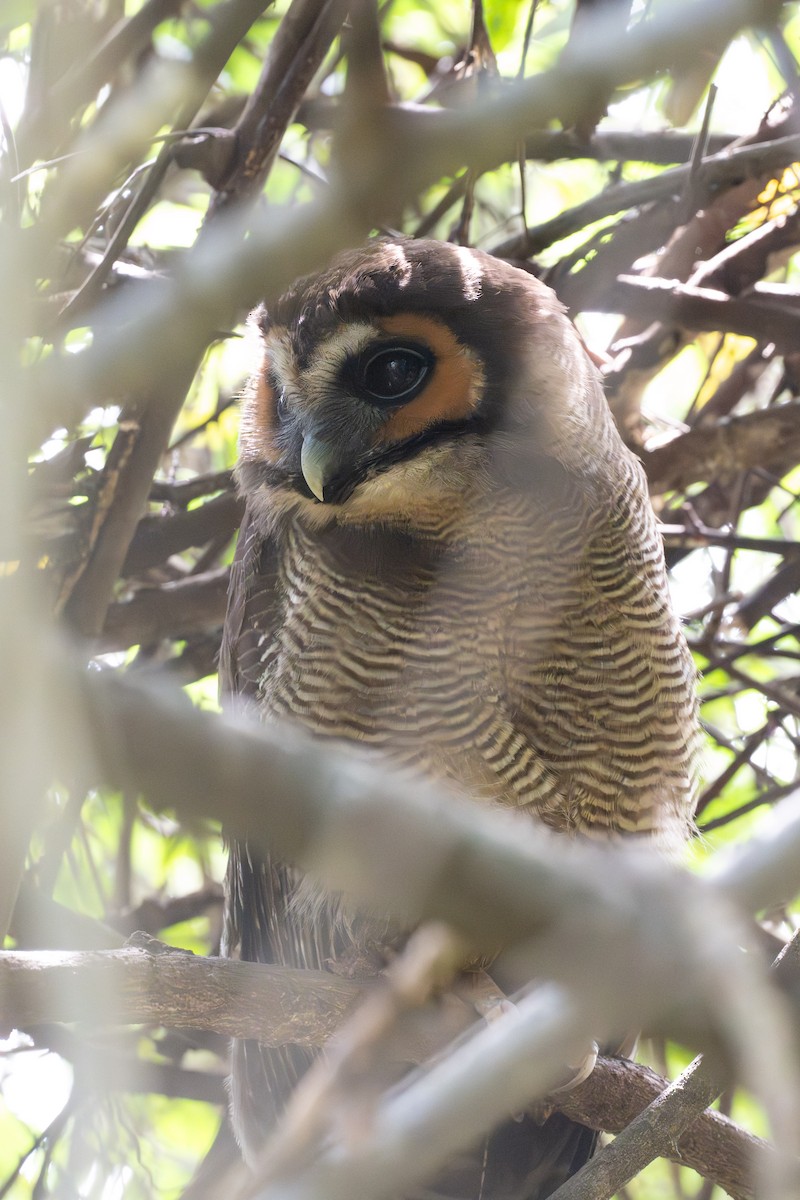 Brown Wood-Owl - ML633700628