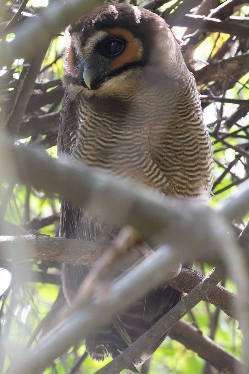 Brown Wood-Owl - ML633700629