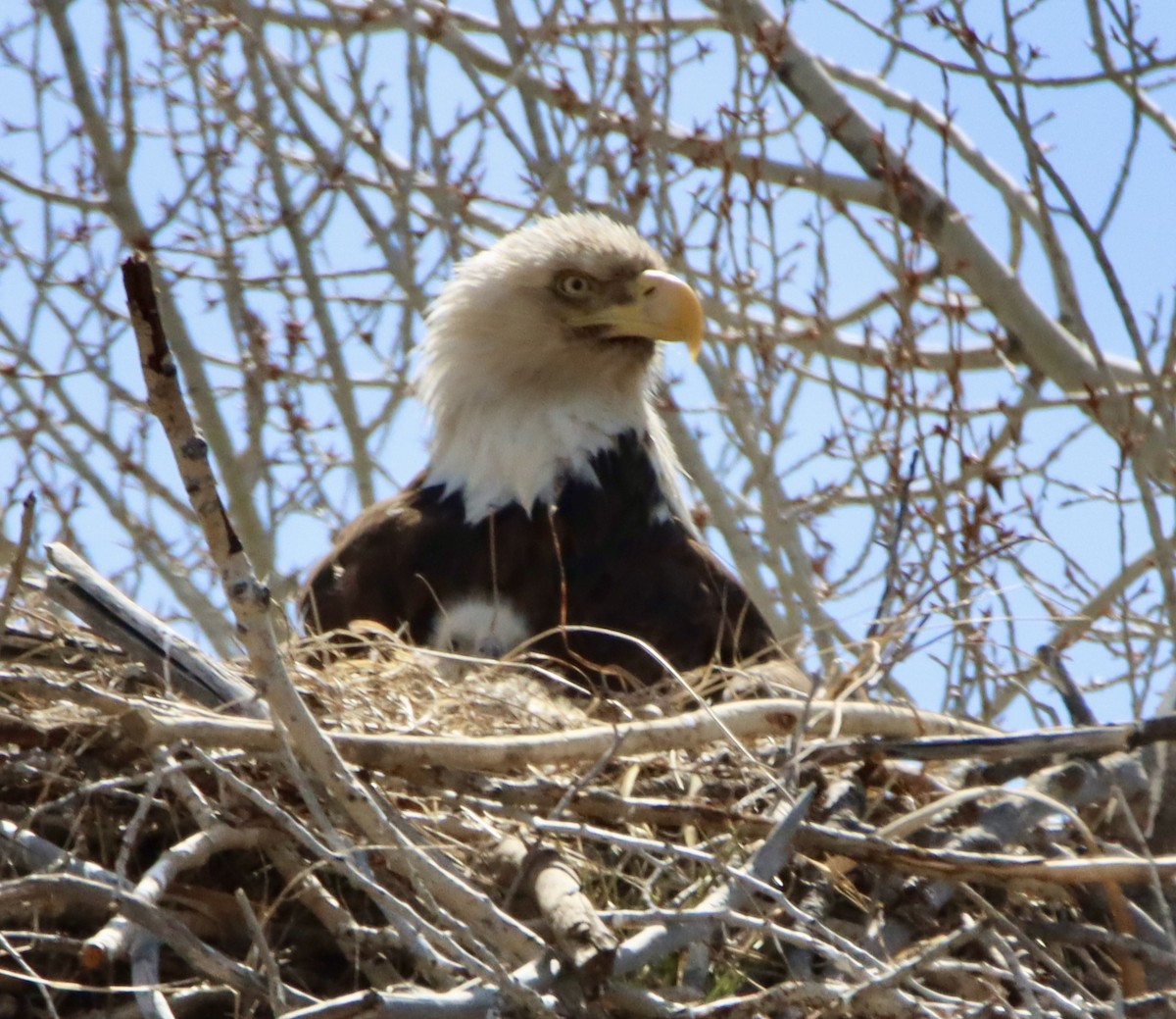 Bald Eagle - ML633700630