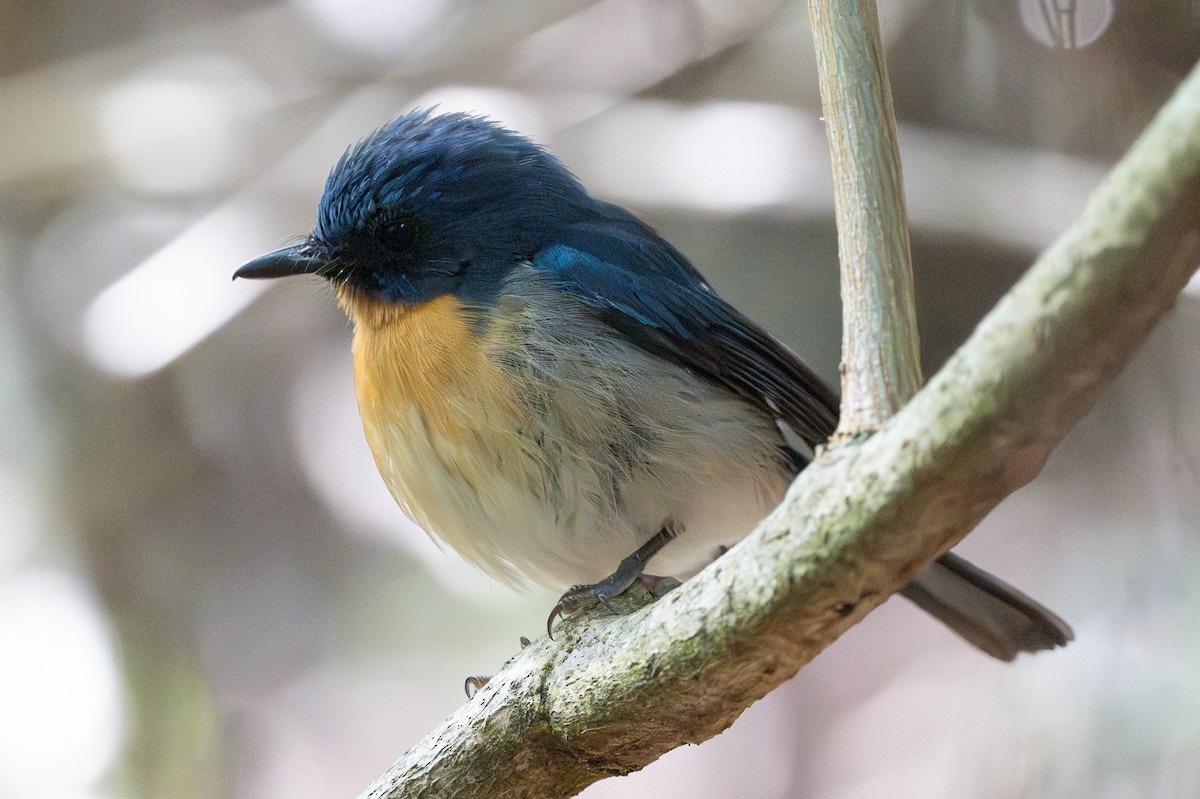 Tickell's Blue Flycatcher - ML633700633