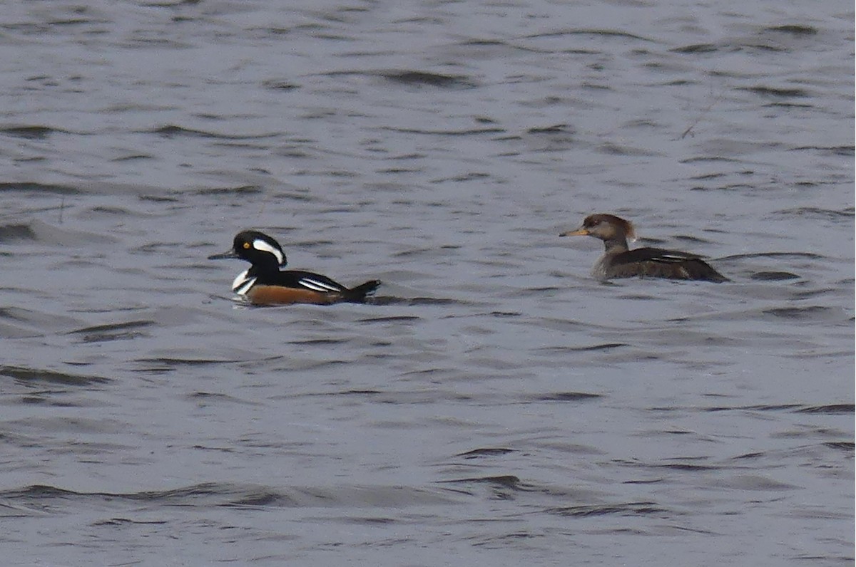 Hooded Merganser - ML633700635