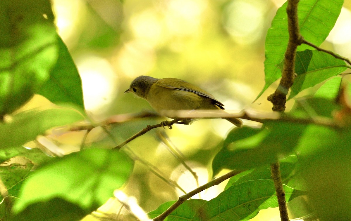 Lesser Greenlet - ML633700645