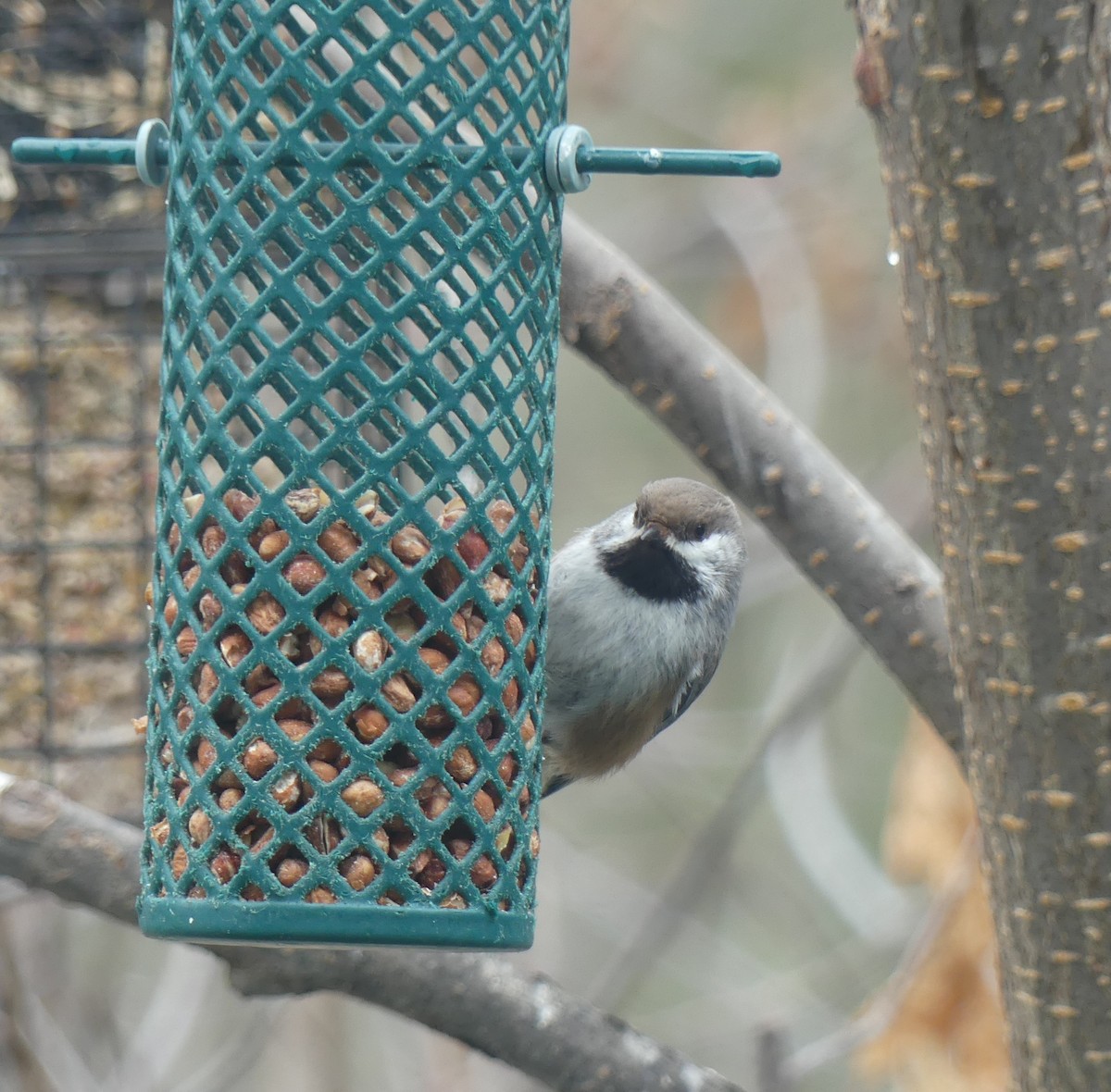 Boreal Chickadee - ML633700706
