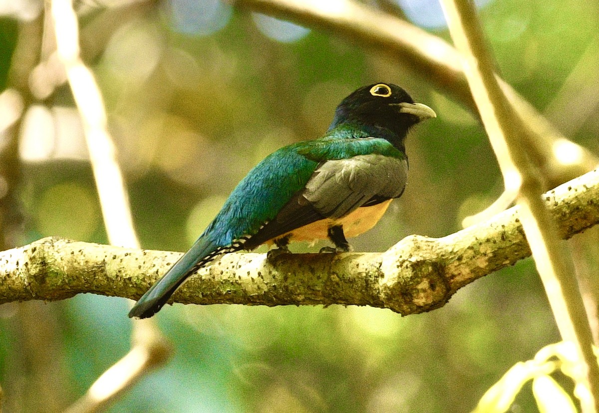 Gartered Trogon - ML633700757