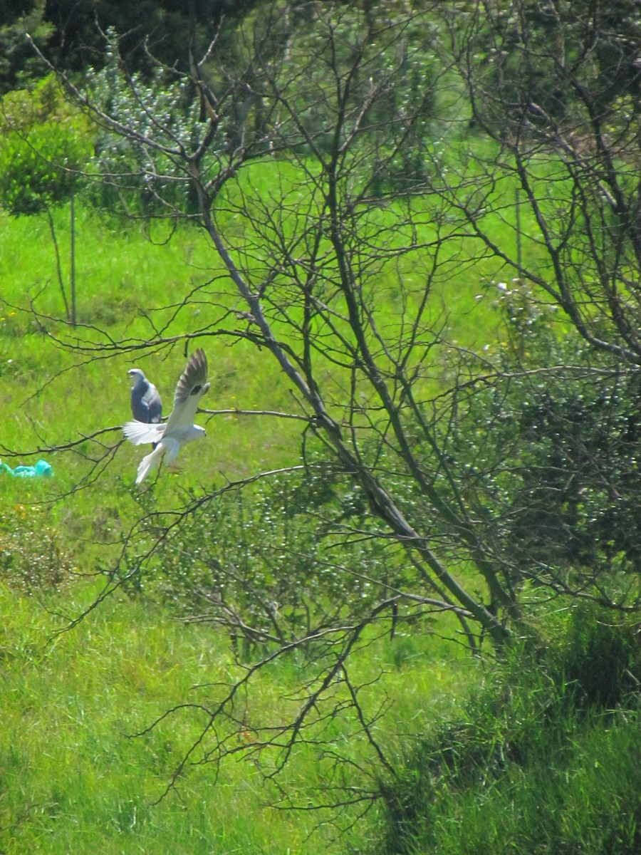 White-tailed Kite - Allison Mojica