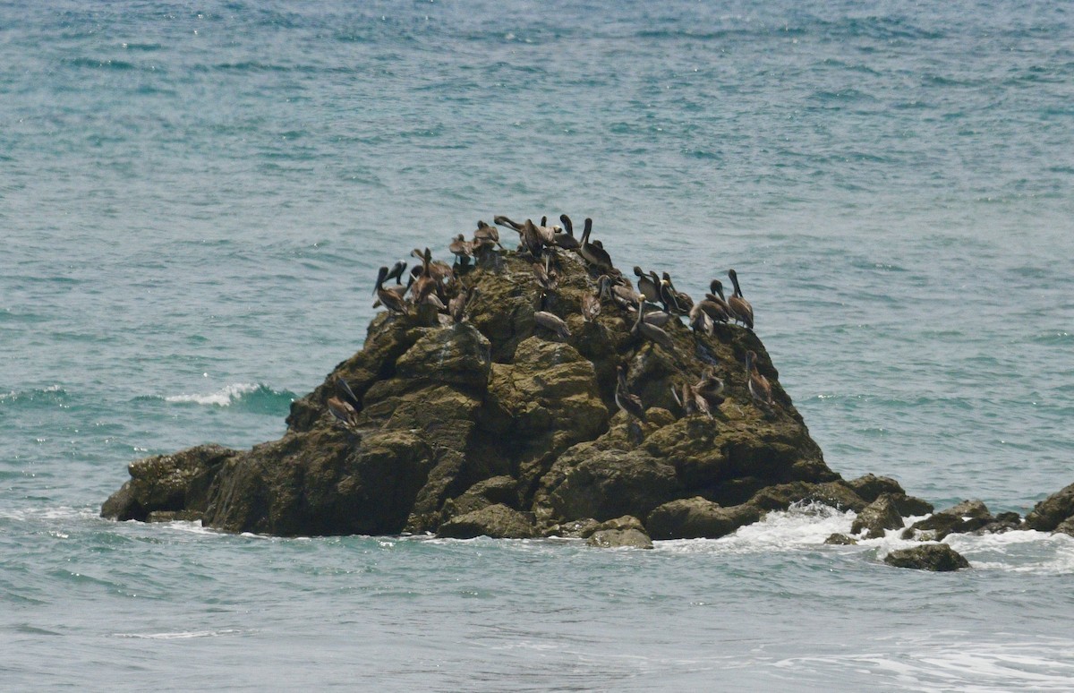 Brown Pelican - ML633700978