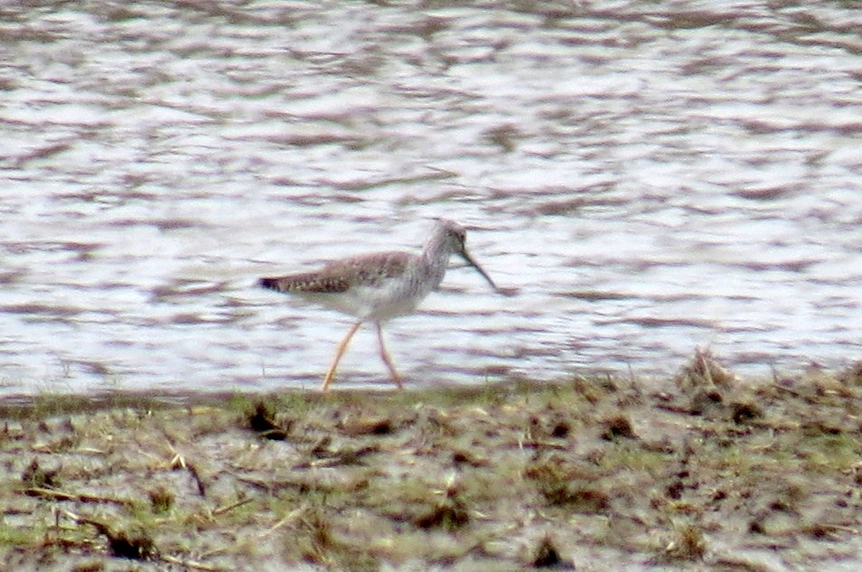 Greater Yellowlegs - ML633701113