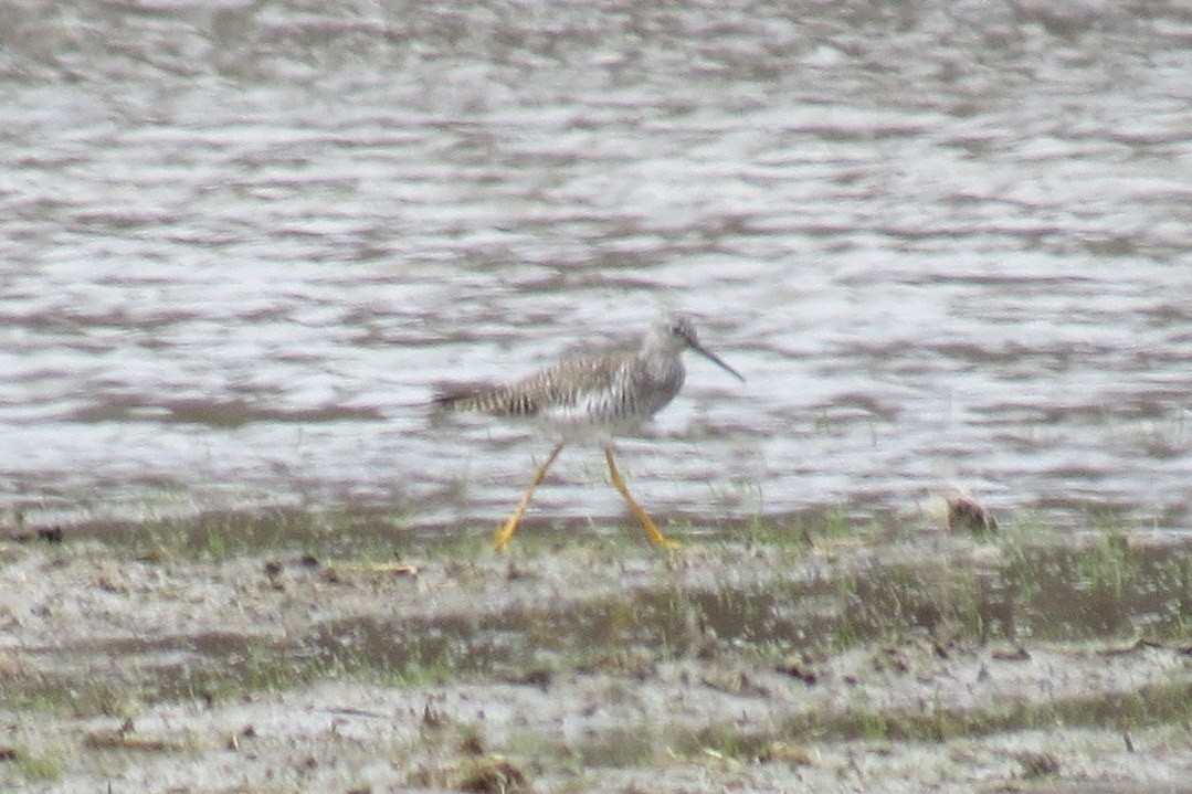 Greater Yellowlegs - ML633701114