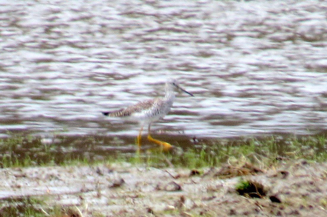 Greater Yellowlegs - ML633701115